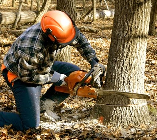 Tree Removal in Carmel, ME